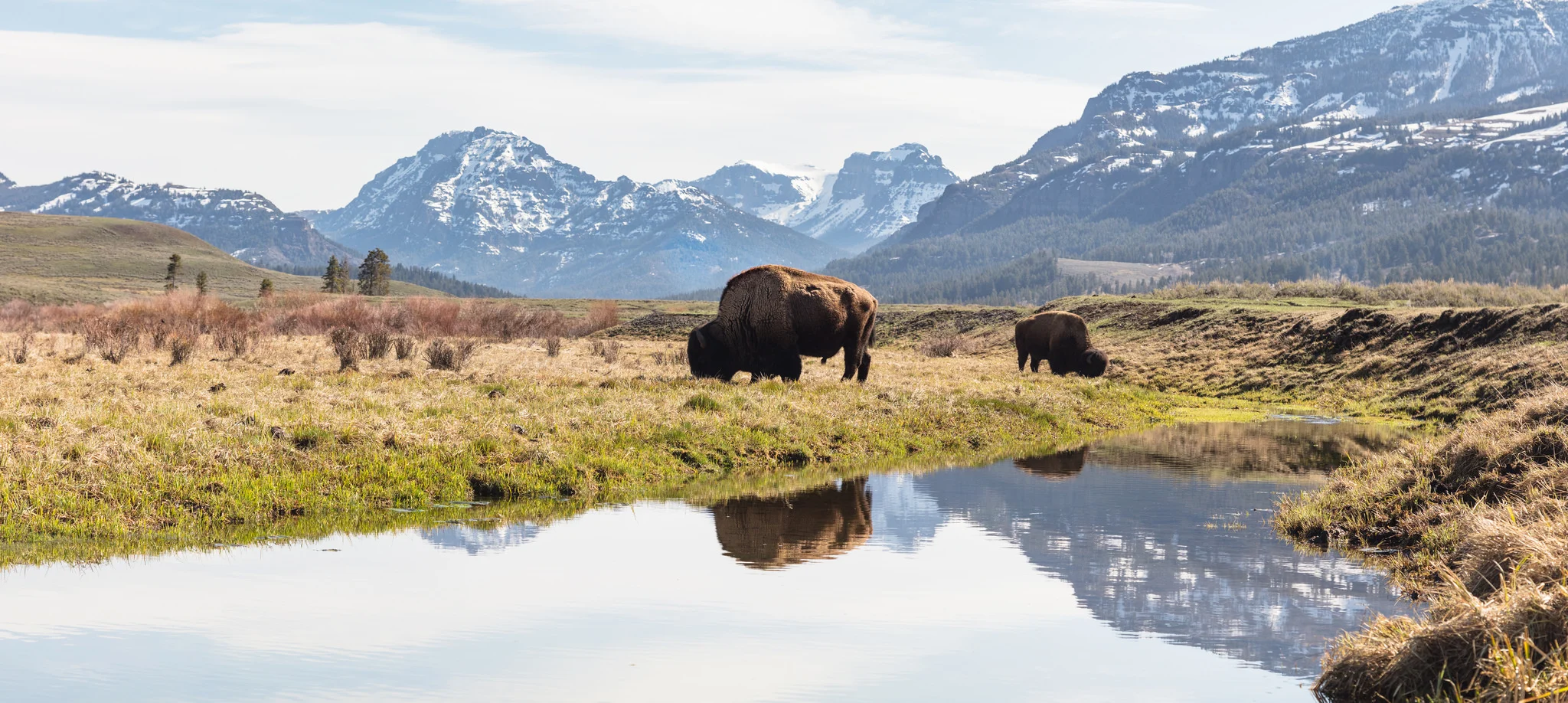 Bison in Yellowstone National Park